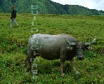 00474-9 (Water buffalo)