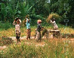 00479-7 (Rice harvesting, Bali)