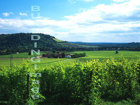 Denbies vinyard, Surrey