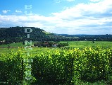 00681-4 (Denbies vinyard, Surrey)