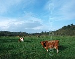 00696-9 (Cows 1)