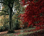 00697-1 (Winkworth Arboretum 1)