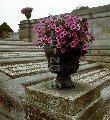 00732-9 (Powerscourt, Wicklow Mts)