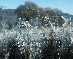 00742-3 (Frosty grasses)