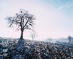 00743-5 (Frosty Field)