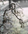 00744-4 (Corkscrew hazel)