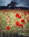 10000-1 (Poppy Field II)