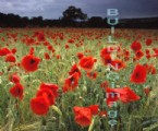 10000-2 (Poppy Field I)