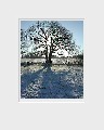 10000-28 (Winter Tree)