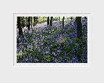 10000-29(bluebells) (Bluebells)