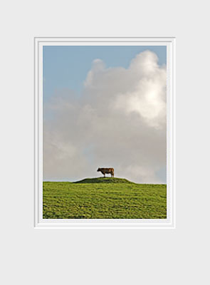 Silly Cow