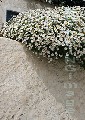 i-000548 (Daisies, Almeria)